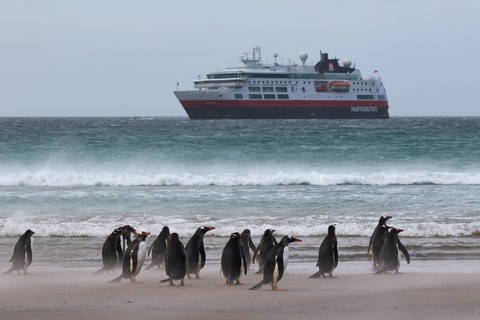 Gentoo penguins