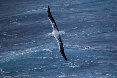 Southern royal albatross