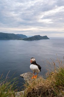 Puffin