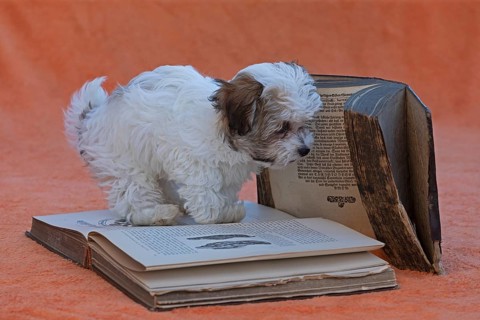 Bolonka Zwetna puppy with old books