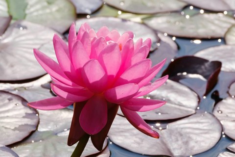 Hardy water lily