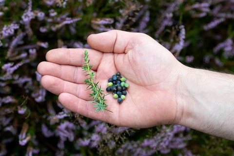 Common juniper