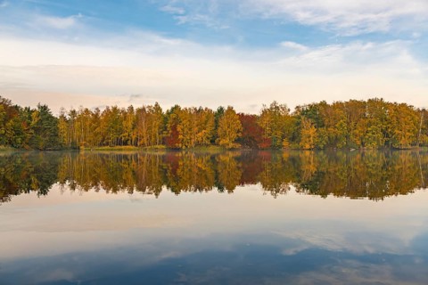 Colourful autumn forest