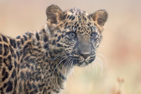 Indian indian leopard