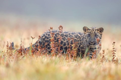 Indian indian leopard