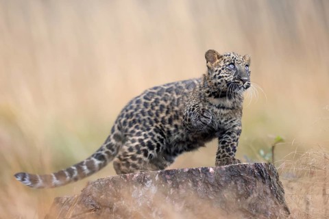 Indian indian leopard