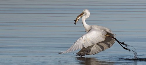Great egret