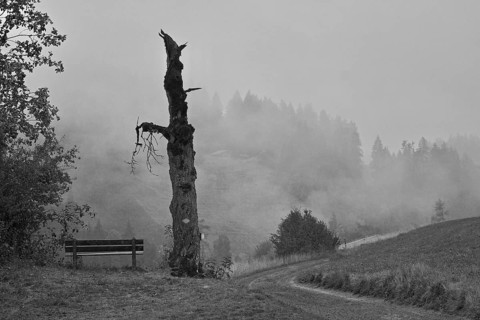 Dead tree in the fog