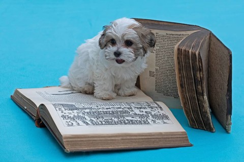 Bolonka Zwetna puppy with old books