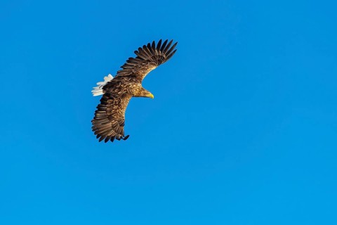White-tailed eagle