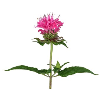 Bee balm hybrid