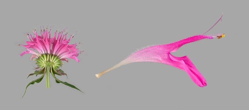 Bee balm hybrid