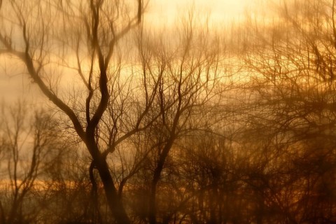 Reflection of trees in an oxbow lake in winter at sunrise