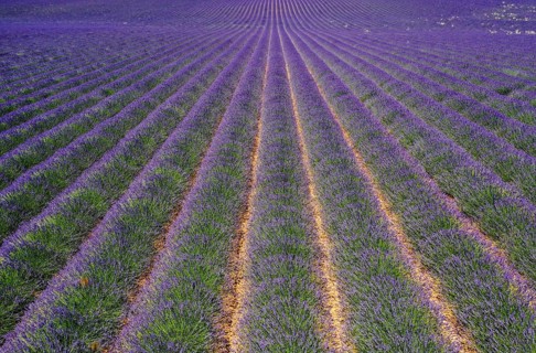 Rows of flowering lavender stretching to the horizon