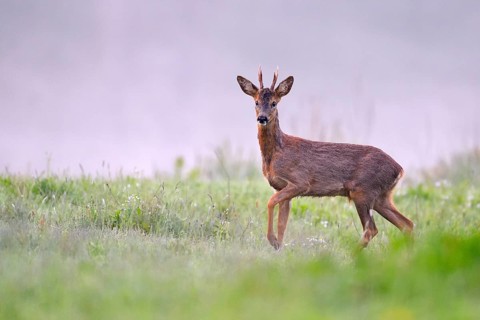 European roe deer
