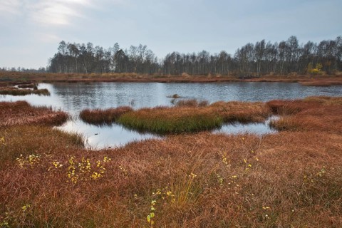Autumn bog with narrow-leaved common cottongrass