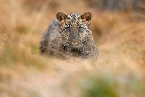 Indian indian leopard