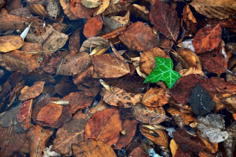 Autumn leaves with green leaf