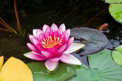 Water lily