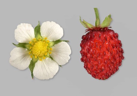 Woodland strawberry