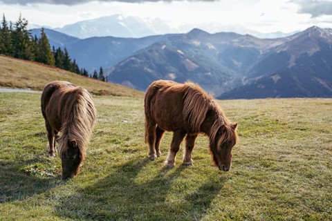 Ponies grazing near the Schoenleitenhuette