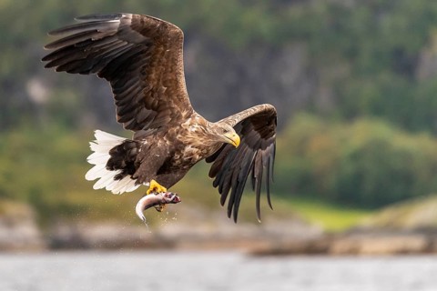 White-tailed eagle