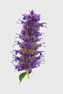 Anise hyssop