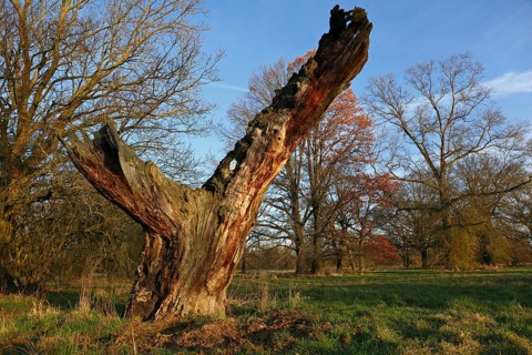 Dead old oak in the floodplain forest