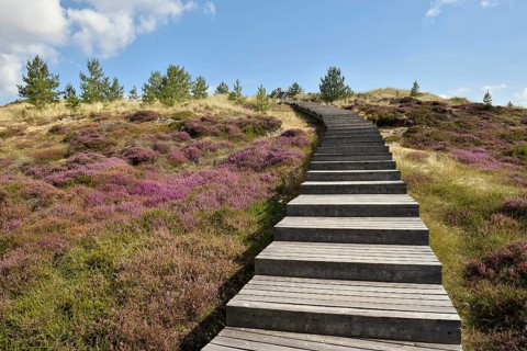 Boardwalk on the Sueddorf viewing dune