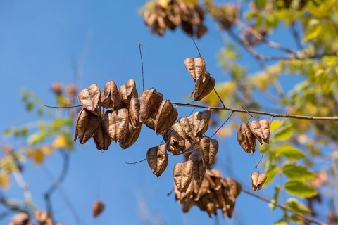 Withered fruits of the goldenrain tree
