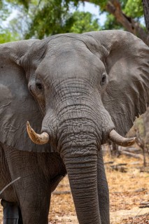 African elephant