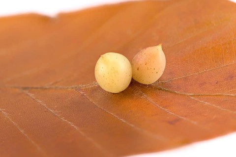 Beech gall midge