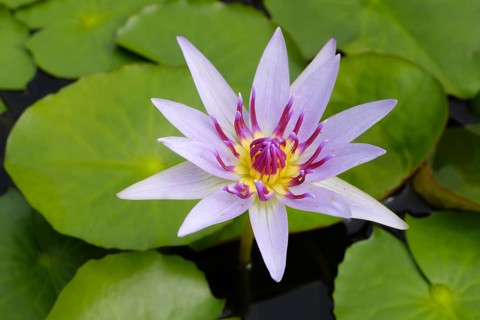 Tropical water lily