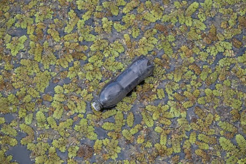 Plastic bottles swims on Floating Watermoss