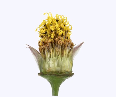 Mexican aster