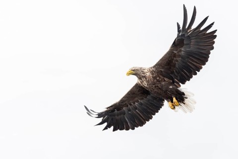 White-tailed eagle