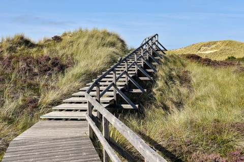 Boardwalks with trefoils in the dune area near Norddorf
