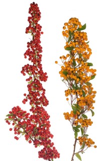 Left Red Firethorn