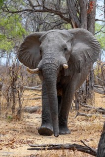African elephant