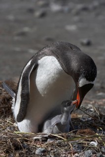Gentoo penguins