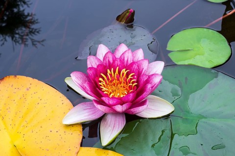 Water lily