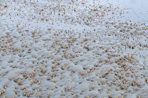 Sand mason worm