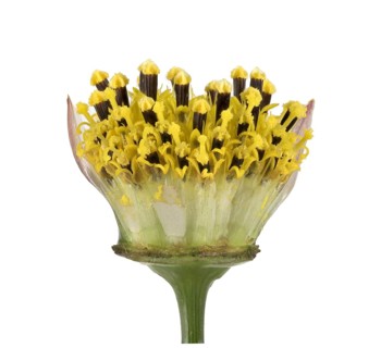 Mexican aster