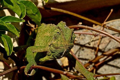 Mediterranean chameleon