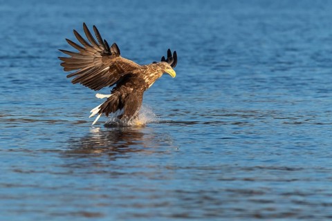 White-tailed eagle