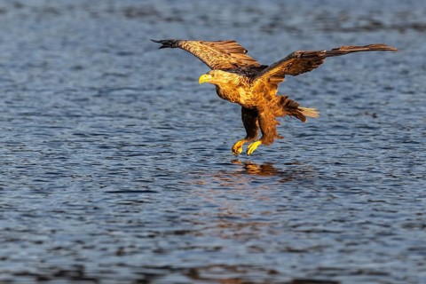 White-tailed eagle