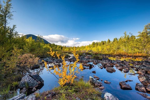 Autumn landscape in the Visttasjohka river delta