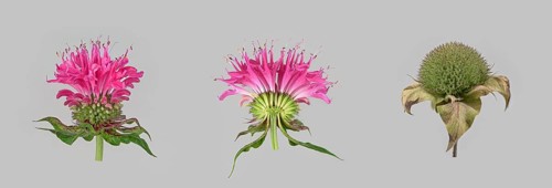Bee balm hybrid