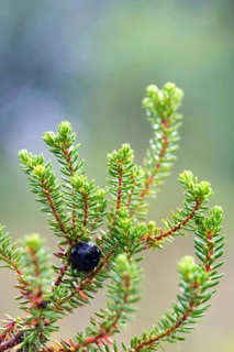Black crowberry