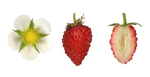 Woodland strawberry